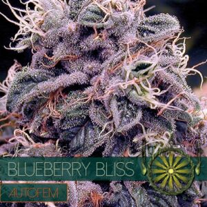 vs au blueberry bliss